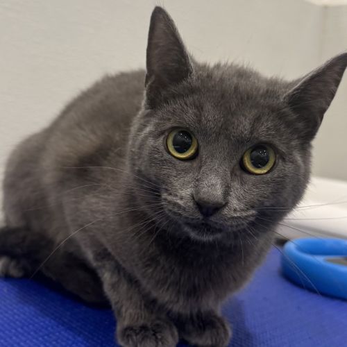 Lizzie  - Domestic Short Hair Cat