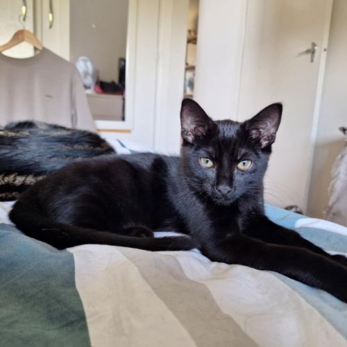Chase - Domestic Short Hair (DSH) Cat