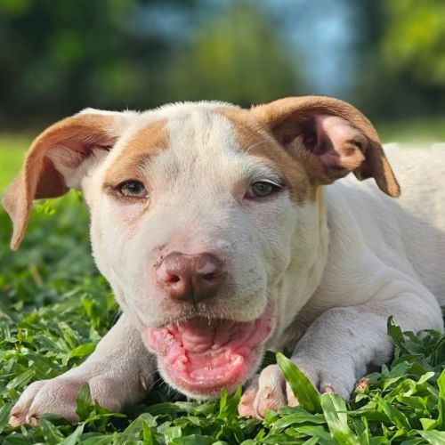 Domino - Bull Arab Dog