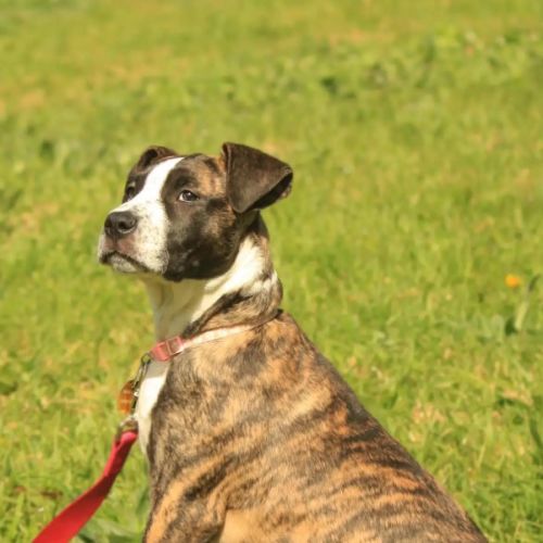 Teresita - Staffordshire Bull Terrier Dog