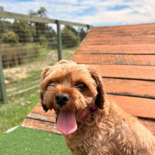 Biscoff - Cavoodle Dog