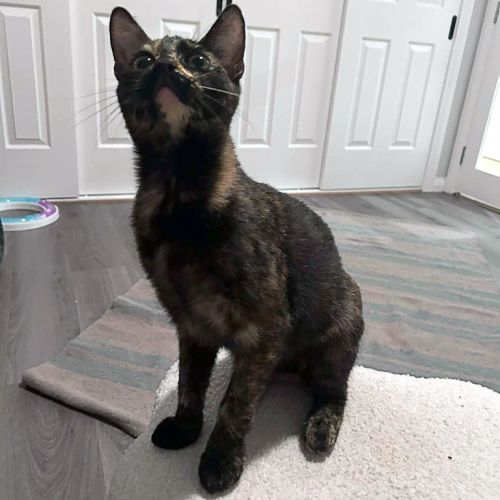 Harriett - Domestic Short Hair (DSH) Cat