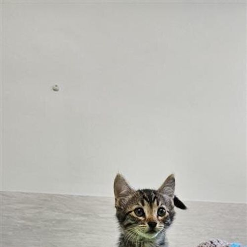 Billy - Domestic Short Hair (DSH) Cat