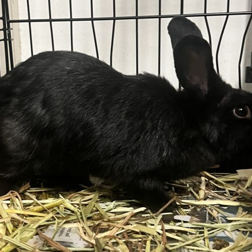 Ariel - Meet me @ Petstock Milperra - American Sable Rabbit