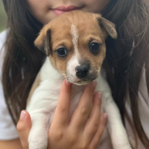 Waffles - Fox Terrier (Miniature) Dog