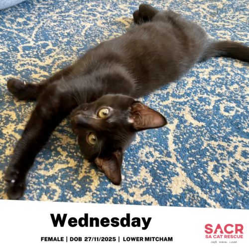 Wednesday - Domestic Short Hair (DSH) Cat