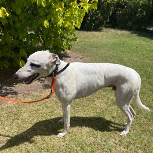 Fred - Greyhound Dog