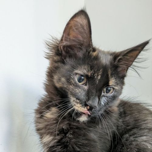 Ophelia  - Domestic Medium Hair (DMH) Cat