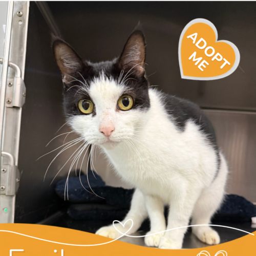 Emily - Domestic Short Hair (DSH) Cat