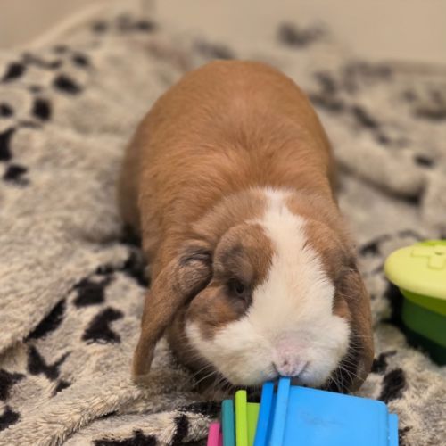 Snuggles - Mini Lop Rabbit