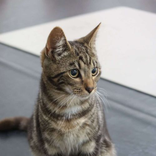 Octopuss - Domestic Short Hair (DSH) Cat