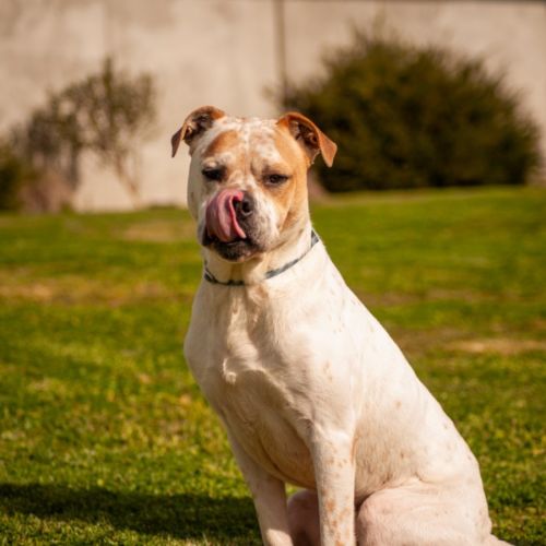 Chappy - Boxer Dog