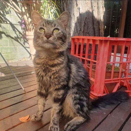 Squeak - Domestic Medium Hair (DMH) Cat