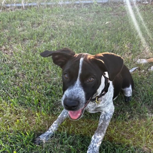 Jessie - Australian Cattle Dog x Bull Arab Dog