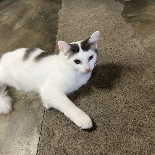 Cirrus - Domestic Short Hair Cat