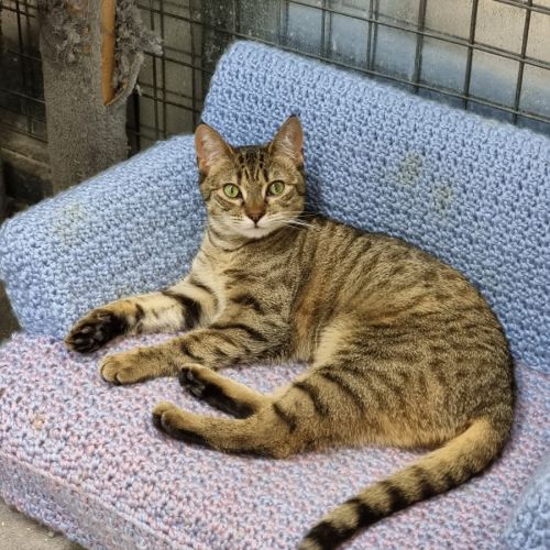 Susie - Domestic Short Hair (DSH) Cat