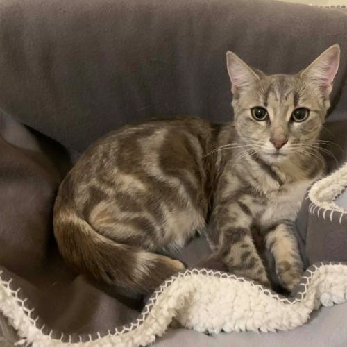 Zoe  - Domestic Medium Hair (DMH) Cat