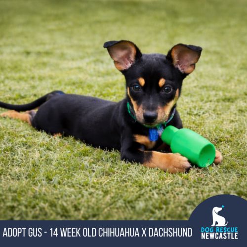 Gus - 14 Week Old Chihuahua X Dachshund - Chihuahua x Dachshund Dog