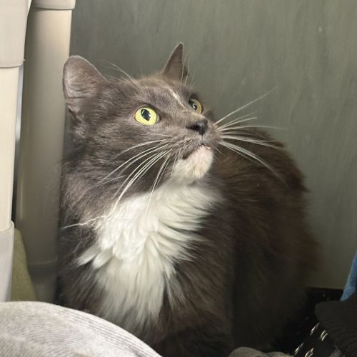 Jay Kay - Domestic Medium Hair Cat