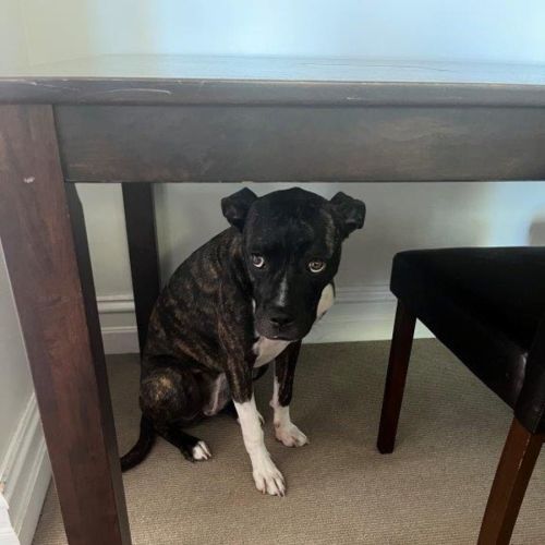 Daisy Haliwell - Bull Arab Dog