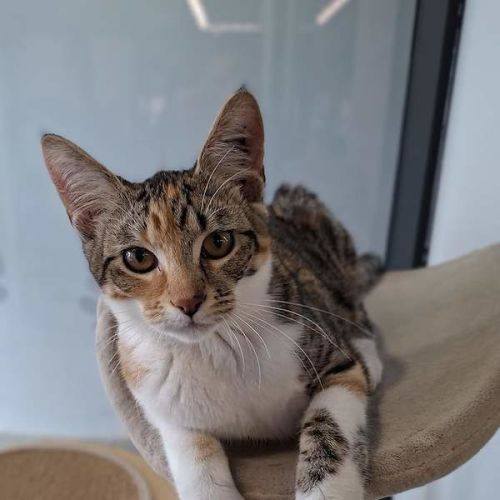 Lizzie - Domestic Short Hair (DSH) Cat