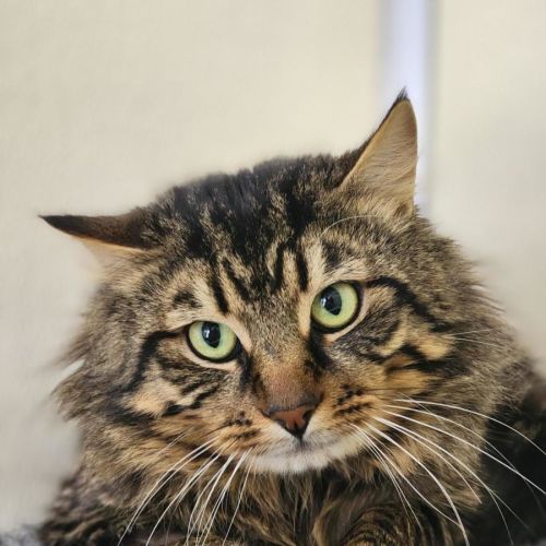 🪉 Bizzy 7460 🪉 - Domestic Long Hair (DLH) Cat