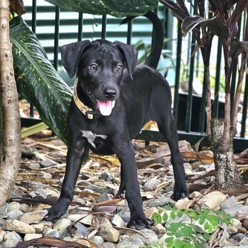 Dali - Mixed breed Dog