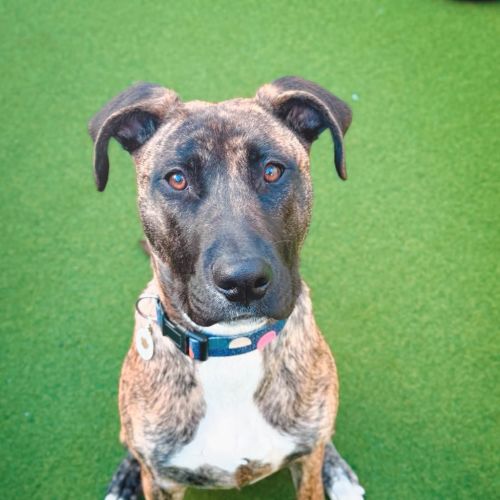 Shayla - Staffy Dog
