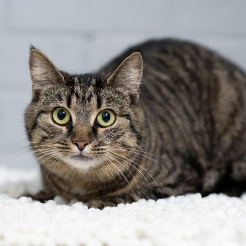 Ashley - Domestic Short Hair Cat