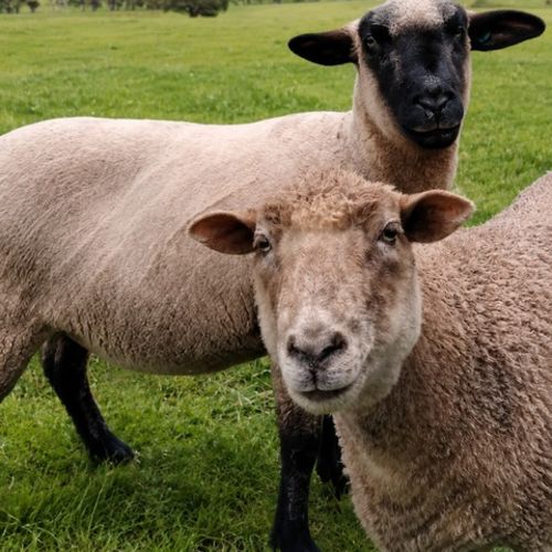 Sean / Lucy Liu -  Sheep