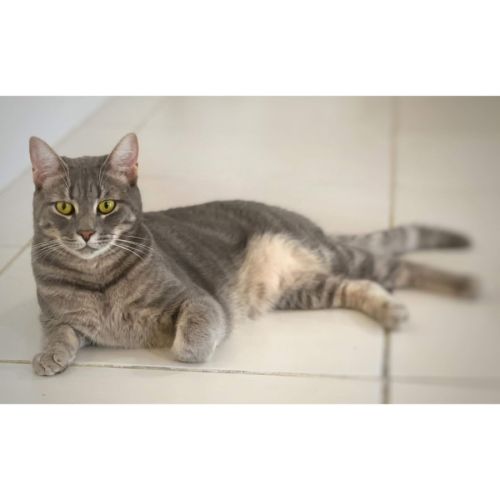 12079 - Pork Chop - Domestic Short Hair (DSH) Cat