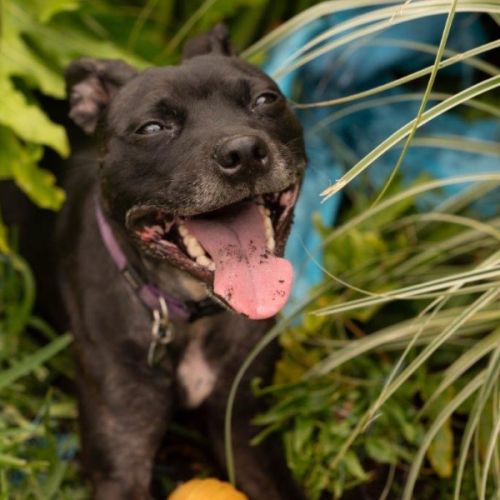 Beatrice Lozano - Staffordshire Bull Terrier x Australian Kelpie Dog