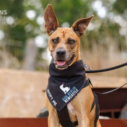 Casey - 1 Year Old Kelpie X - Australian Kelpie Dog