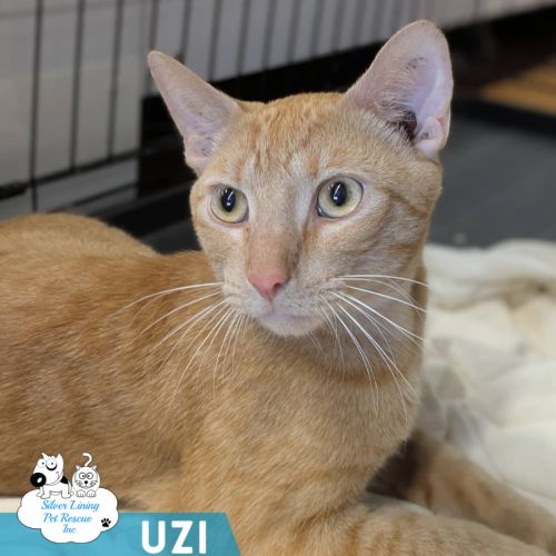 Uzi - Domestic Short Hair (DSH) Cat