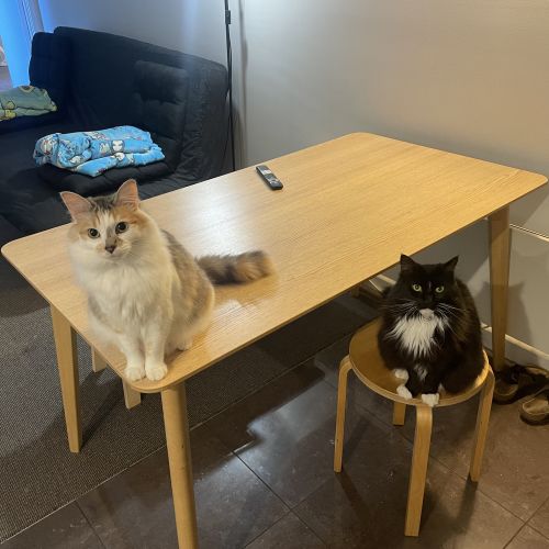 Fox - Domestic Medium Hair (DMH) Cat