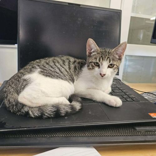 Vegemite (located 50k north of Melb CBD) - Domestic Short Hair (DSH) Cat