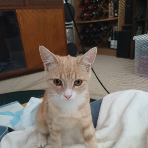 Lucky - Domestic Short Hair (DSH) Cat