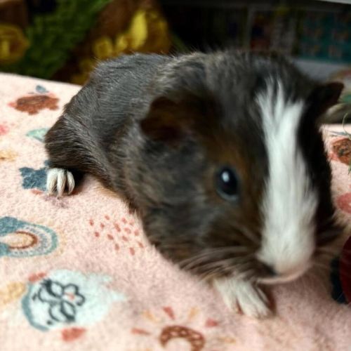 Walnut (bonded to Peanut and Chestnut) - Smooth Hair x Guinea Pig   Unspecified Guinea Pig