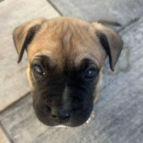 Blaze - Mixed breed Dog