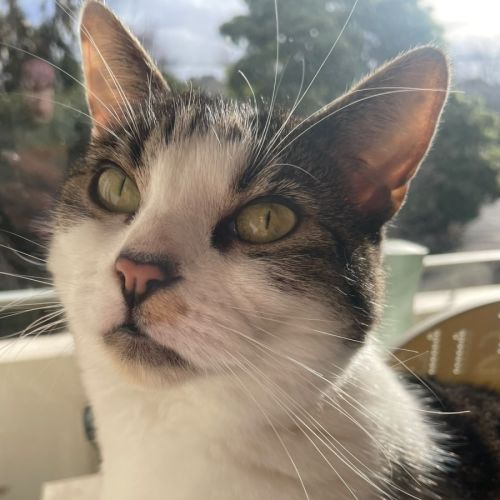Alexa - Domestic Short Hair (DSH) Cat