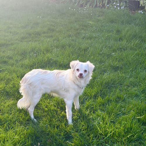 Merlin - Chihuahua (Long Coat) Dog