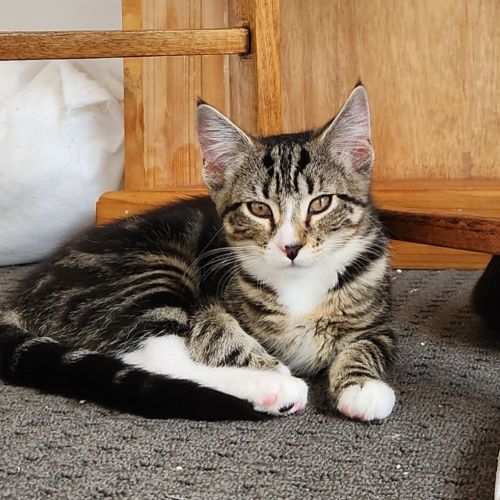 Rikki - Domestic Short Hair (DSH) Cat