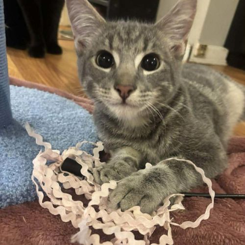 Casper - Domestic Short Hair (DSH) Cat