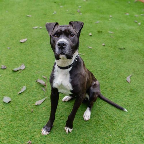 Max - Staffordshire Bull Terrier Dog