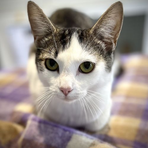 Lilah - Domestic Short Hair Cat