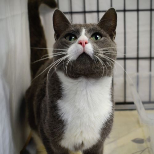 Smudge 🩶 - Domestic Short Hair (DSH) Cat