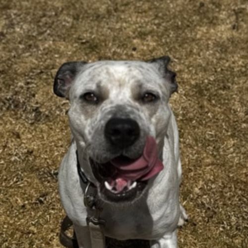 Billie (68128) - Staffordshire Bull Terrier Dog