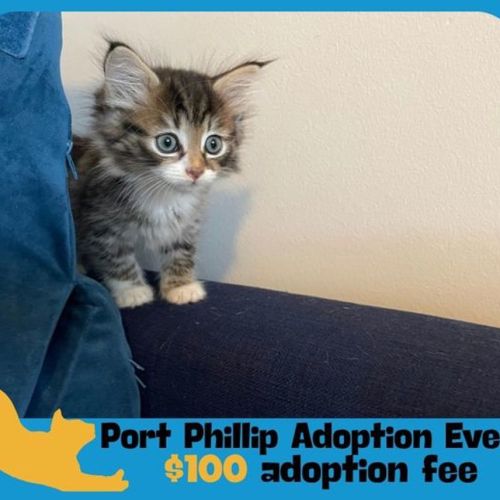 Annabelle - Domestic Short Hair Cat