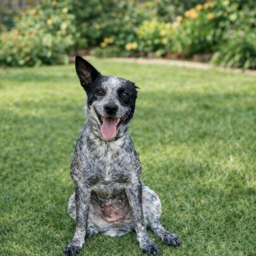 Millie - Australian Cattle Dog