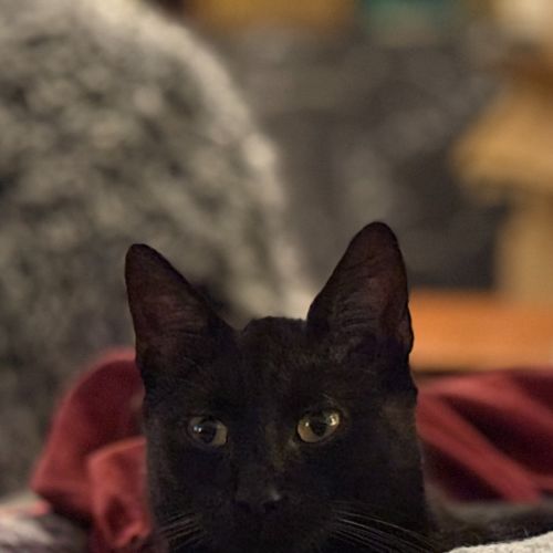 Zeke - Domestic Short Hair (DSH) Cat